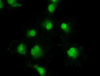 Anti-TYRO3 antibody [2C4] used in Immunocytochemistry/ Immunofluorescence (ICC/IF). GTX83458