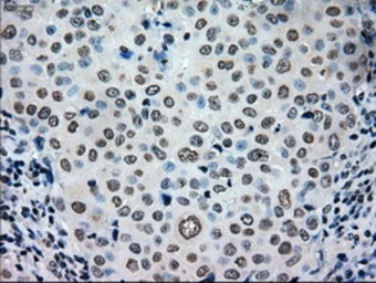 Anti-TYRO3 antibody [5B4] used in IHC (Paraffin sections) (IHC-P). GTX83459