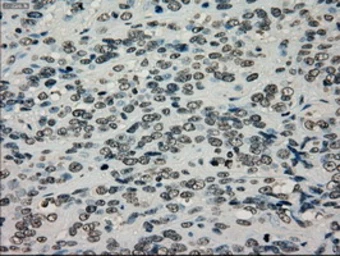Anti-TYRO3 antibody [5B4] used in IHC (Paraffin sections) (IHC-P). GTX83459