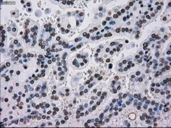 Anti-TYRO3 antibody [5B4] used in IHC (Paraffin sections) (IHC-P). GTX83459