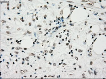Anti-TYRO3 antibody [5B4] used in IHC (Paraffin sections) (IHC-P). GTX83459