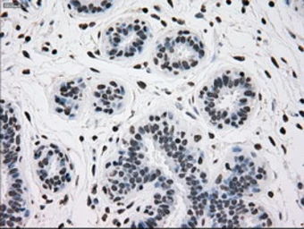 Anti-TYRO3 antibody [5B4] used in IHC (Paraffin sections) (IHC-P). GTX83459