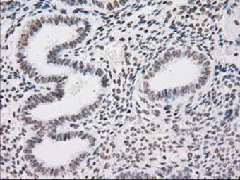 Anti-TYRO3 antibody [5B4] used in IHC (Paraffin sections) (IHC-P). GTX83459