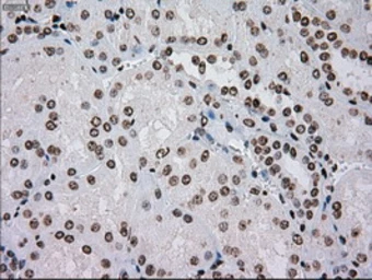 Anti-TYRO3 antibody [5B4] used in IHC (Paraffin sections) (IHC-P). GTX83459