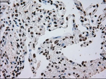 Anti-TYRO3 antibody [5B4] used in IHC (Paraffin sections) (IHC-P). GTX83459