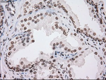 Anti-TYRO3 antibody [5B4] used in IHC (Paraffin sections) (IHC-P). GTX83459