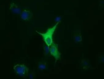 Anti-alpha Tubulin 8 antibody [2C2] used in Immunocytochemistry/ Immunofluorescence (ICC/IF). GTX83461