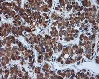 Anti-alpha Tubulin 8 antibody [3E10] used in IHC (Paraffin sections) (IHC-P). GTX83463