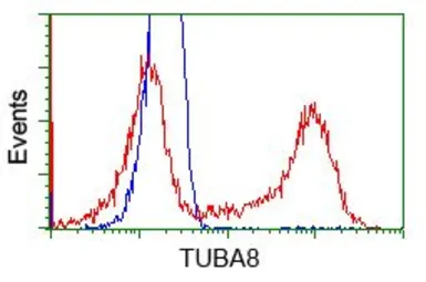 Anti-alpha Tubulin 8 antibody [3E10] used in Flow cytometry (FCM). GTX83463