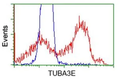 Anti-TUBA3E antibody [2B4] used in Flow cytometry (FCM). GTX83466