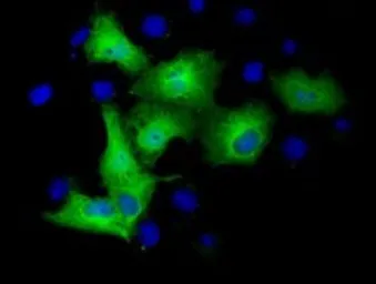 Anti-TUBA3E antibody [2B4] used in Immunocytochemistry/ Immunofluorescence (ICC/IF). GTX83466