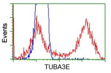 Anti-TUBA3E antibody [2A8] used in Flow cytometry (FCM). GTX83467