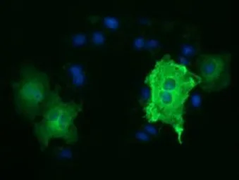 Anti-TUBA3E antibody [2A8] used in Immunocytochemistry/ Immunofluorescence (ICC/IF). GTX83467