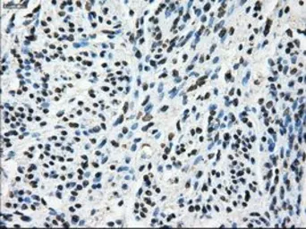 Anti-TTLL12 antibody [7F11] used in IHC (Paraffin sections) (IHC-P). GTX83469
