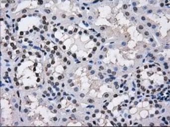Anti-TTLL12 antibody [7F11] used in IHC (Paraffin sections) (IHC-P). GTX83469