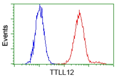 Anti-TTLL12 antibody [7F11] used in Flow cytometry (FCM). GTX83469