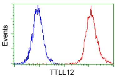 Anti-TTLL12 antibody [7F11] used in Flow cytometry (FCM). GTX83469