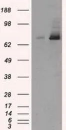 Anti-TTLL12 antibody [7F11] used in Western Blot (WB). GTX83469