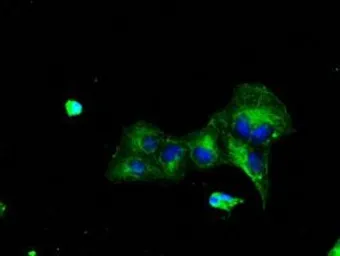Anti-TTLL12 antibody [7F11] used in Immunocytochemistry/ Immunofluorescence (ICC/IF). GTX83469