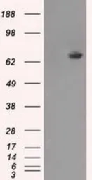 Anti-TTLL12 antibody [12B7] used in Western Blot (WB). GTX83471