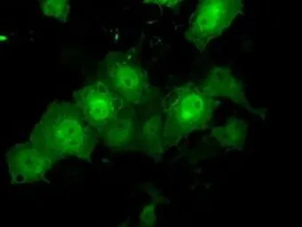 Anti-TTLL12 antibody [12B7] used in Immunocytochemistry/ Immunofluorescence (ICC/IF). GTX83471