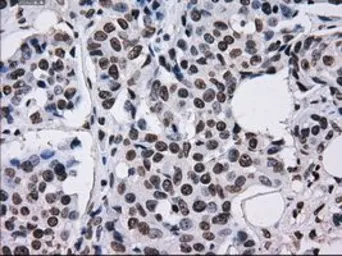 Anti-TTLL12 antibody [4B2] used in IHC (Paraffin sections) (IHC-P). GTX83473