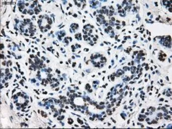 Anti-TTLL12 antibody [4B2] used in IHC (Paraffin sections) (IHC-P). GTX83473