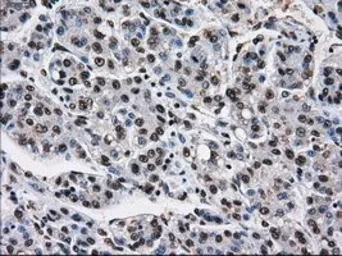 Anti-TTLL12 antibody [4B2] used in IHC (Paraffin sections) (IHC-P). GTX83473