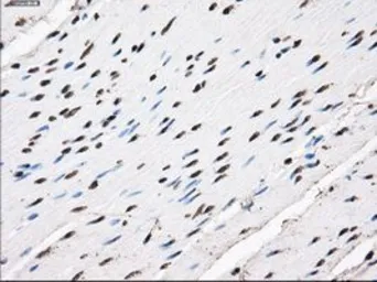 Anti-TTLL12 antibody [4B2] used in IHC (Paraffin sections) (IHC-P). GTX83473