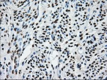 Anti-TTLL12 antibody [4B2] used in IHC (Paraffin sections) (IHC-P). GTX83473