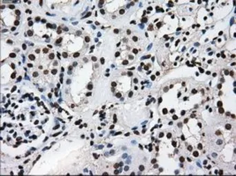 Anti-TTLL12 antibody [4B2] used in IHC (Paraffin sections) (IHC-P). GTX83473