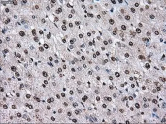 Anti-TTLL12 antibody [4B2] used in IHC (Paraffin sections) (IHC-P). GTX83473