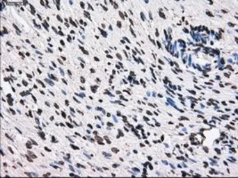 Anti-TTLL12 antibody [4B2] used in IHC (Paraffin sections) (IHC-P). GTX83473