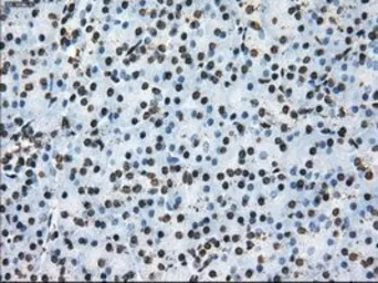 Anti-TTLL12 antibody [4B2] used in IHC (Paraffin sections) (IHC-P). GTX83473