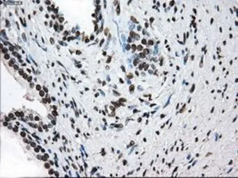 Anti-TTLL12 antibody [4B2] used in IHC (Paraffin sections) (IHC-P). GTX83473