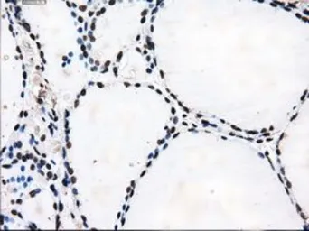 Anti-TTLL12 antibody [4B2] used in IHC (Paraffin sections) (IHC-P). GTX83473