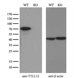 Anti-TTLL12 antibody [4B2] used in Western Blot (WB). GTX83473