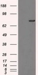 Anti-TTLL12 antibody [4B2] used in Western Blot (WB). GTX83473