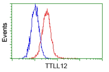 Anti-TTLL12 antibody [4B2] used in Flow cytometry (FCM). GTX83473