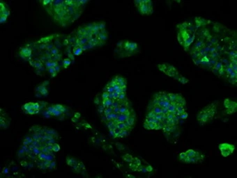 Anti-TTLL12 antibody [4B2] used in Immunocytochemistry/ Immunofluorescence (ICC/IF). GTX83473