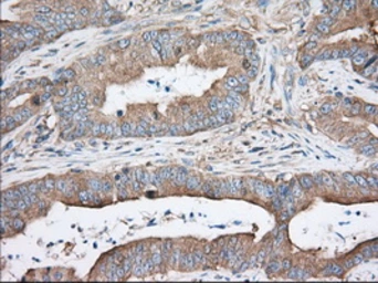 Anti-TTC32 antibody [1F7] used in IHC (Paraffin sections) (IHC-P). GTX83486