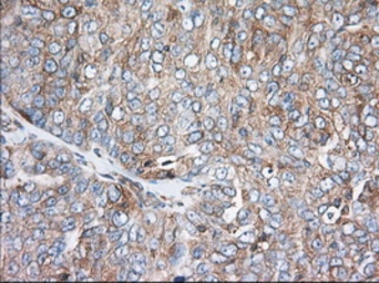 Anti-TTC32 antibody [1F7] used in IHC (Paraffin sections) (IHC-P). GTX83486