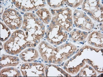 Anti-TTC32 antibody [1F7] used in IHC (Paraffin sections) (IHC-P). GTX83486