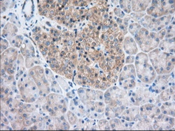 Anti-TTC32 antibody [1F7] used in IHC (Paraffin sections) (IHC-P). GTX83486