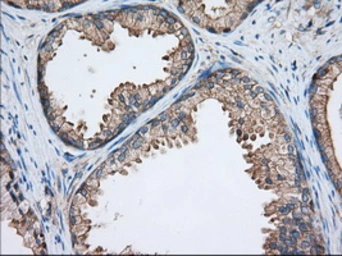 Anti-TTC32 antibody [1F7] used in IHC (Paraffin sections) (IHC-P). GTX83486