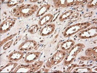 Anti-TIF1 gamma antibody [9D4] used in IHC (Paraffin sections) (IHC-P). GTX83492