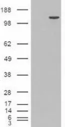 Anti-TIF1 gamma antibody [9D4] used in Western Blot (WB). GTX83492