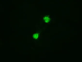 Anti-TIF1 gamma antibody [9D4] used in Immunocytochemistry/ Immunofluorescence (ICC/IF). GTX83492