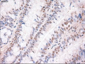 Anti-TIF1 gamma antibody [6B7] used in IHC (Paraffin sections) (IHC-P). GTX83493