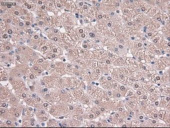 Anti-TIF1 gamma antibody [6B7] used in IHC (Paraffin sections) (IHC-P). GTX83493